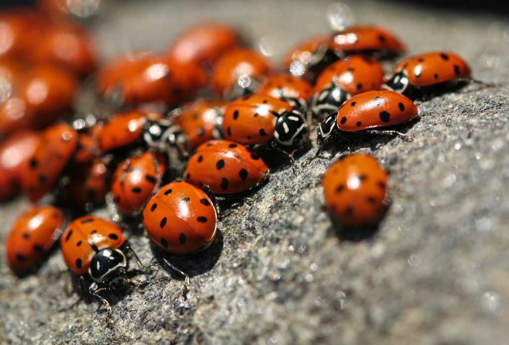 Lady bugs 1 scoop - Black Hills Cultivation & Supplies