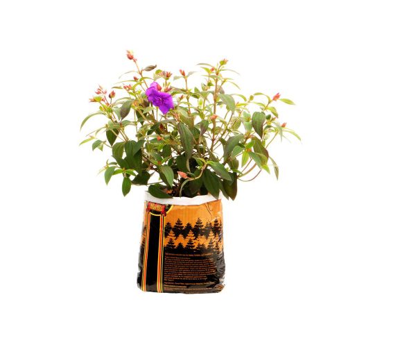 Rg14450 1 - royal gold tupur,. 75 cu ft (5 gallon plant in bag)